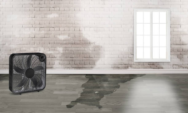 Best Mold removal after water damage  in Prairie Ridge, WA